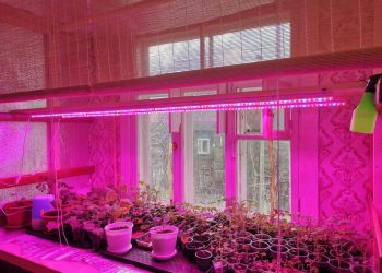 Фітолампа не лише для розсади