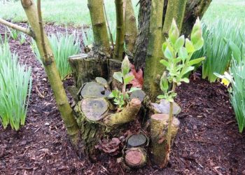 3 причини появи порослі