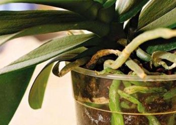Якщо орхідея “вистрибує” з горщика