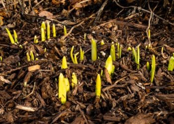 Якщо цибулинні почали проростати