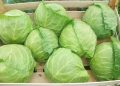 Як зберегти капусту до нового врожаю