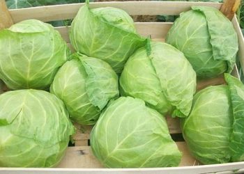 Як зберегти капусту до нового врожаю