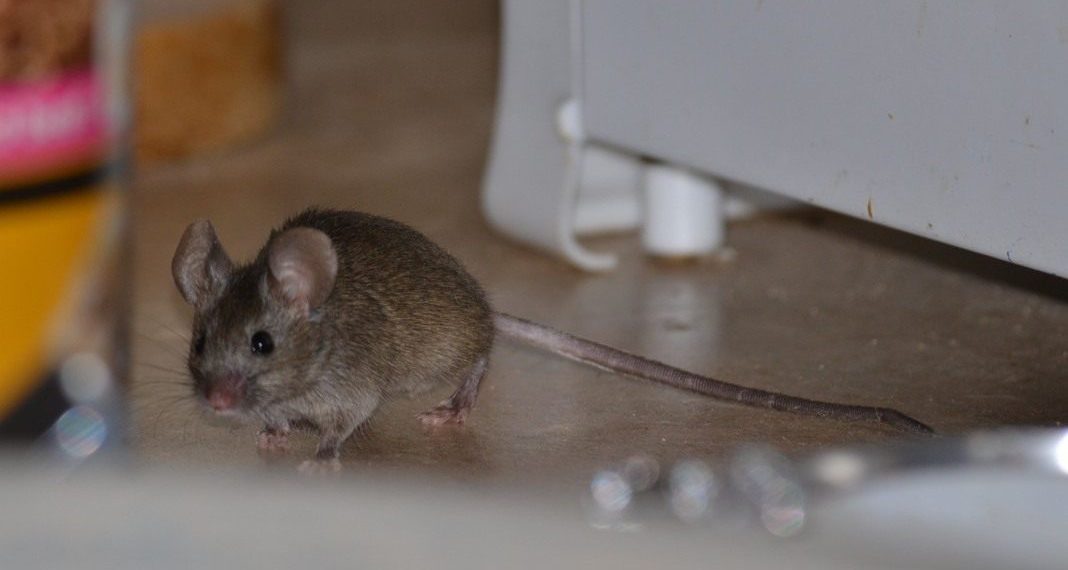 Як позбутися мишей у домі