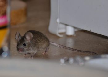 Як позбутися мишей у домі
