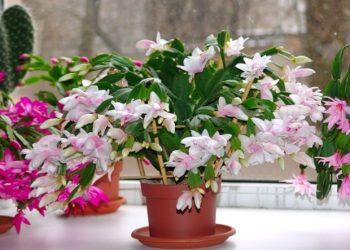 Аби різдвяник на Різдво зацвів