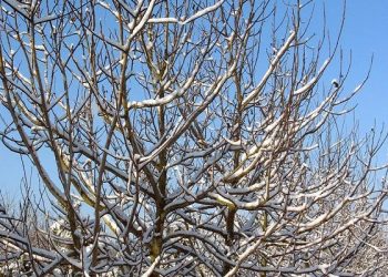 Волоський горіх: зимове щеплення