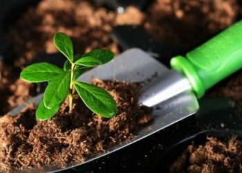 Що посадити на ділянці з кислим грунтом