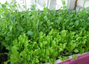 Зелень на підвіконні порадує вітамінами