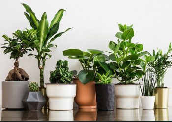 Хворі вазони негайно ізолюйте