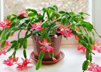 Місячний календар для кімнатних рослин на грудень