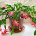 Місячний календар для кімнатних рослин на грудень