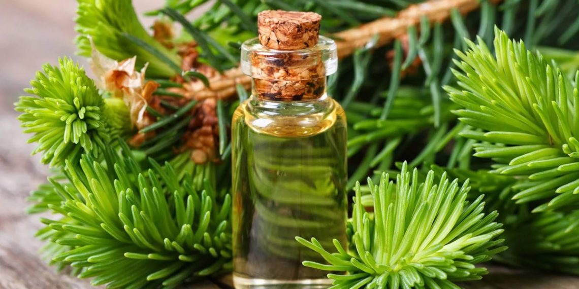 Ефірна олія сосни: корисні властивості та застосування