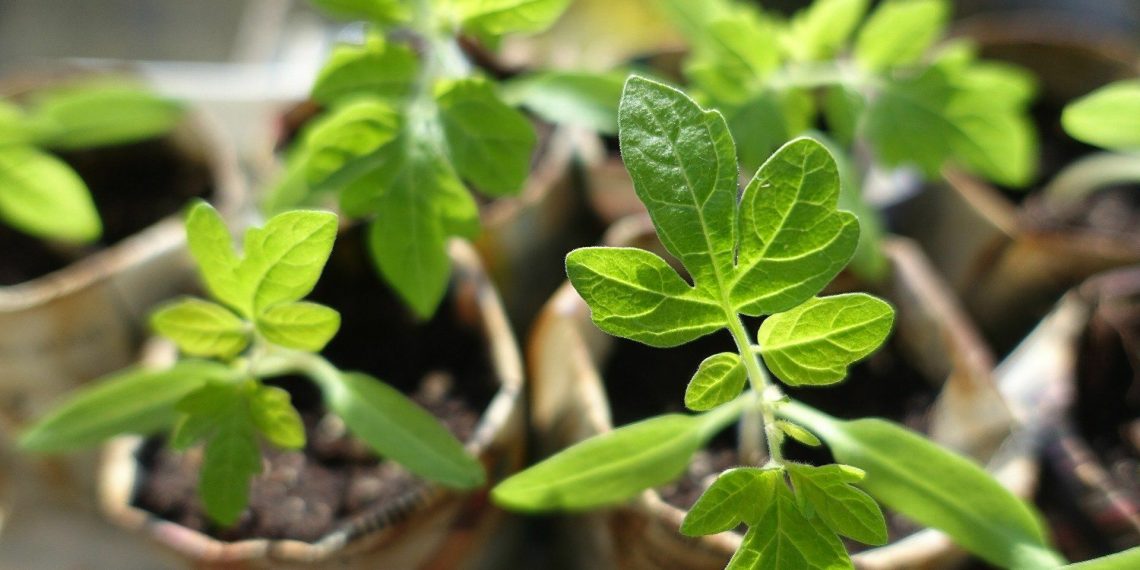 5 поширених помилок при вирощуванні розсади