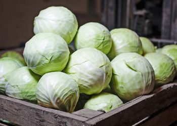 Чому капуста в погребі псується?