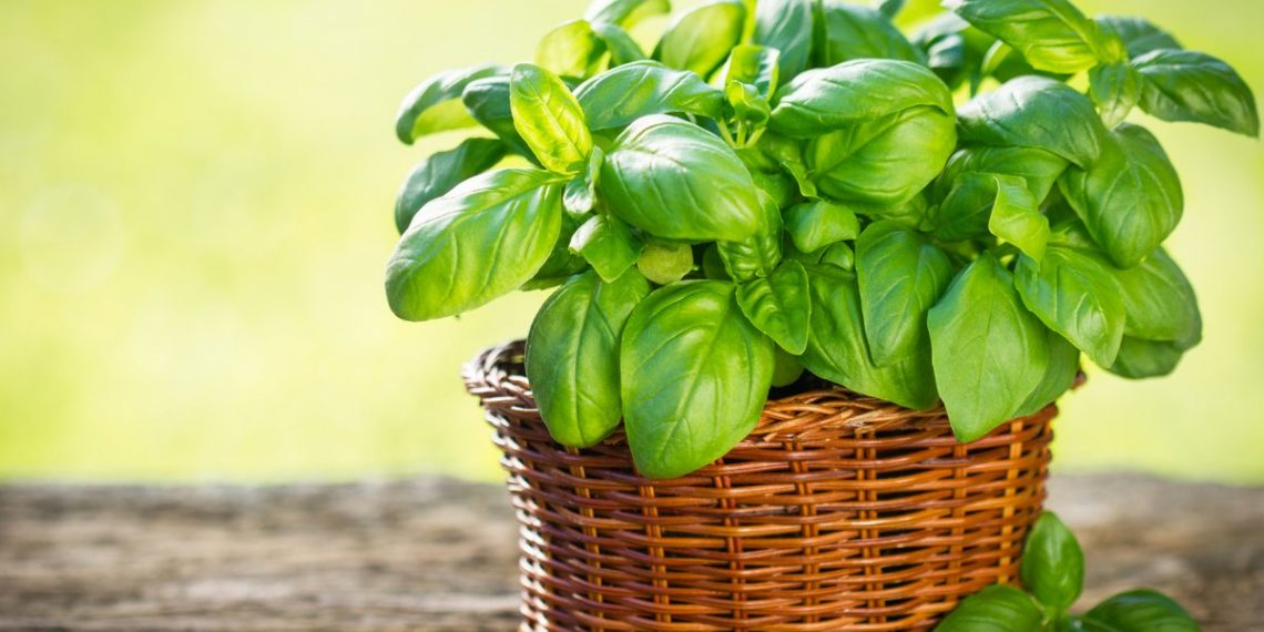 Як виростити базилік на підвіконні