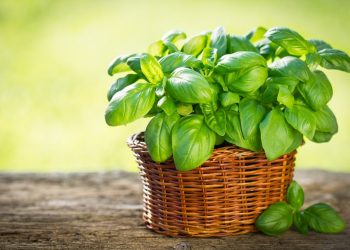 Як виростити базилік на підвіконні