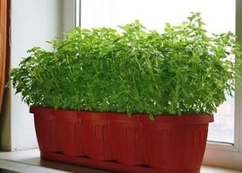 Секрет вирощування петрушки на підвіконні