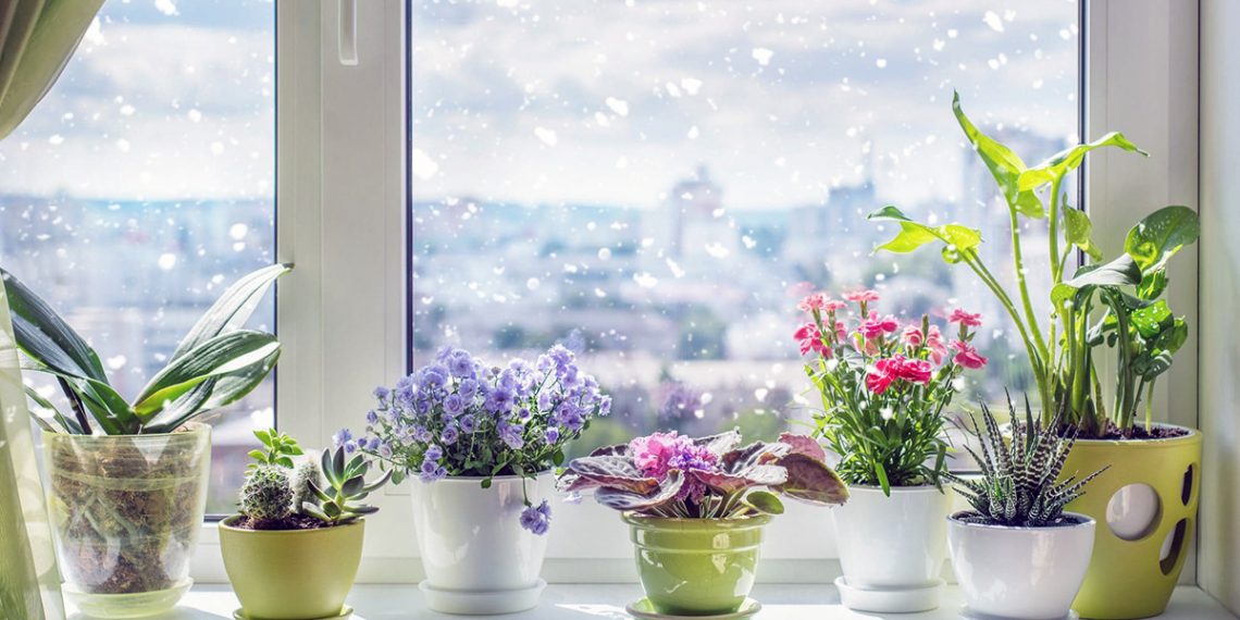 Взимку одні квіти відпочивають, а деякі — цвітуть