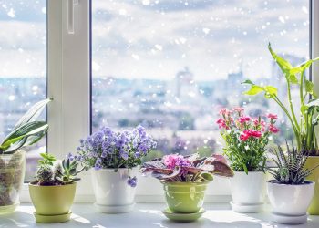 Взимку одні квіти відпочивають, а деякі — цвітуть