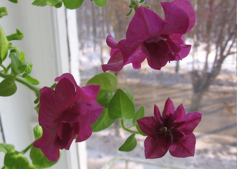 Петунія зимує на холодному підвіконні
