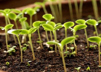 Як підвищити схожість насіння