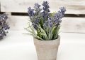 Як виростити лаванду на підвіконні