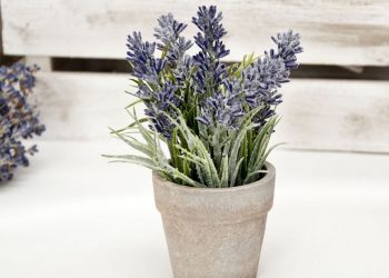 Як виростити лаванду на підвіконні