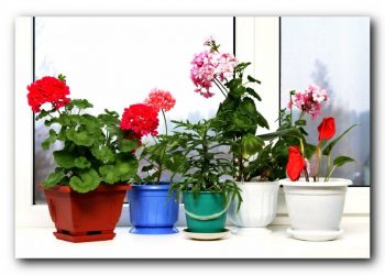 Місячний календар для кімнатних рослин на лютий