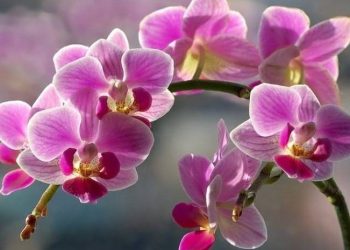 Що потрібно орхідеї