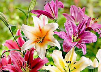 Не в сезон лілії дешевші