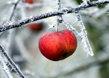 Лютий на городі, в саду та квітнику