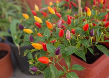 Кімнатний перець — окраса підвіконня