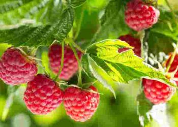 Щоб малина рясно родила