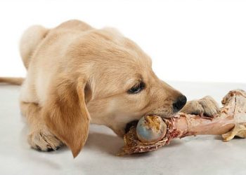 Не давайте собакам кістки