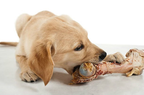 Чи можна давати собаці сирі кістки?