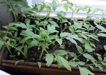 Як правильно підготувати ящики під розсаду?