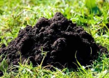 Чи можна брати кротову землю