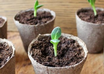 У торф’яних горщиках розсада міцніша