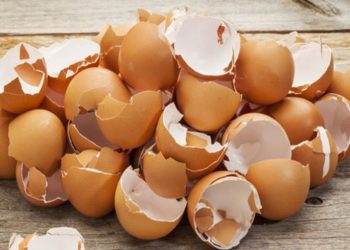 Яким культурам подобається яєчна шкаралупа