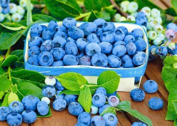 Лохина у відкритому грунті: рекомендації до посадки