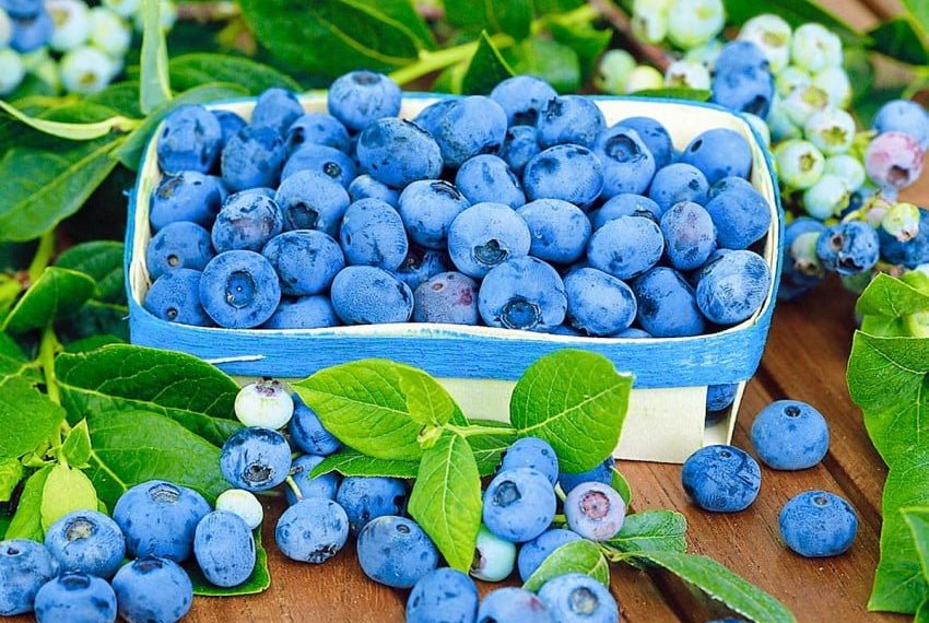 Лохина у відкритому грунті: рекомендації до посадки