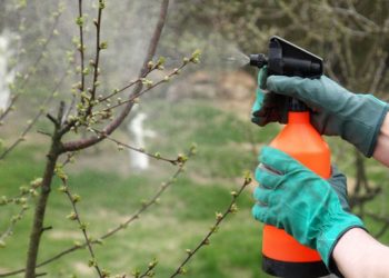 Обприскування плодових: захист і профілактика