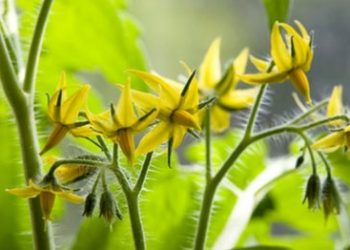 Що робити, коли розсада вже зацвіла