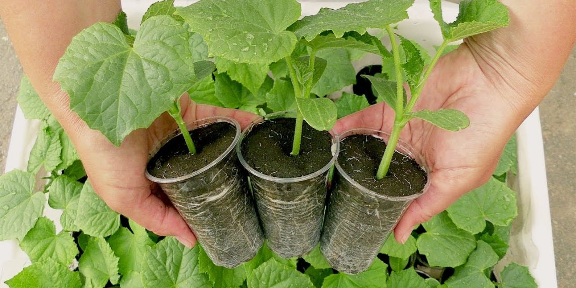 Огірки: поливайте ввечері, збирайте врожай вранці