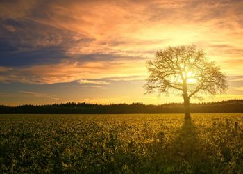 Як знайти свій сенс життя: 7 уроків психіатра Віктора Франкла