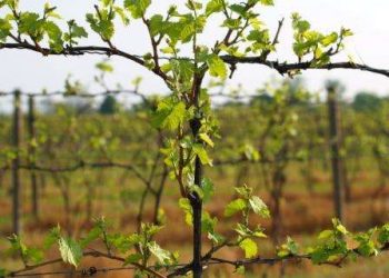 Весняне підживлення винограду