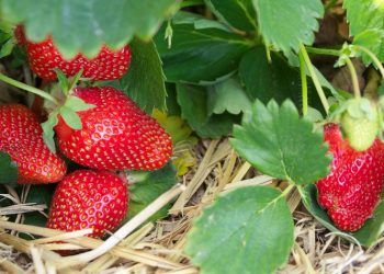 Хочете зібрати щедрий урожай полуниці? Посадіть жіночі кущі