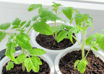 Йод корисний і на грядках