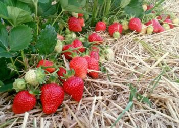 Є зав’язь — мульчуйте суницю