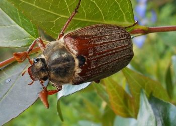 Що робити з хрущами